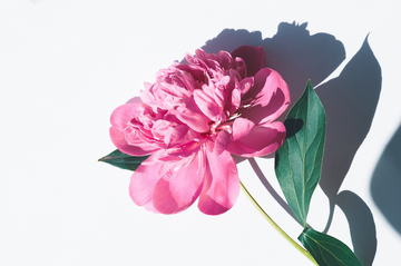 A Importância das Flores em Funerais: Escolhendo a Flor Adequada para Expressar seus Sentimentos